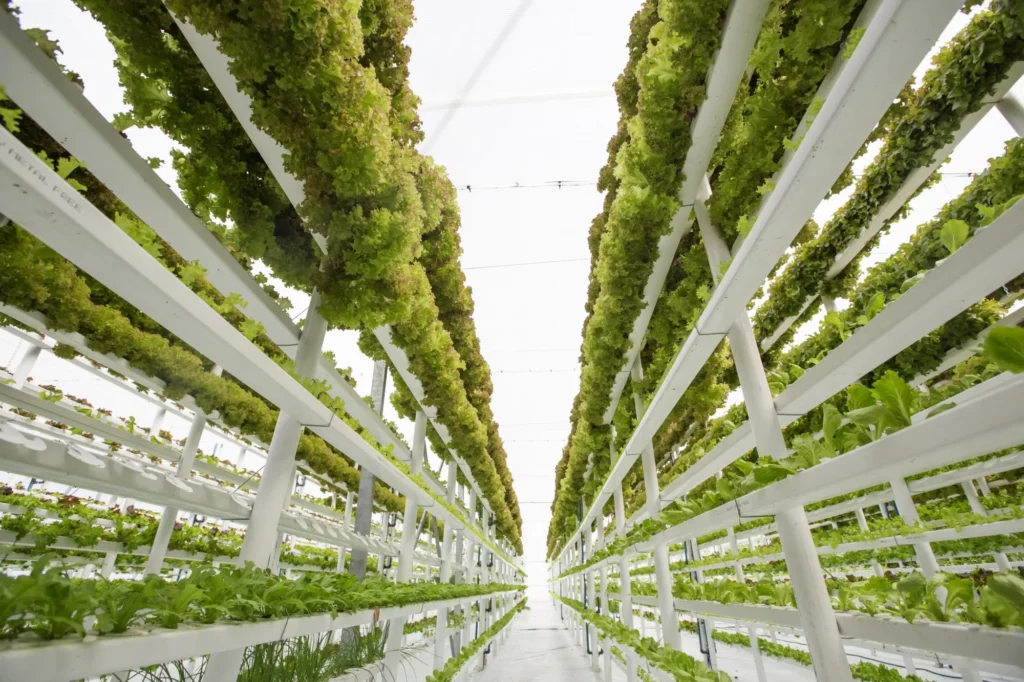 Bowery Farming’s AI Vertical Farms: Revolutionizing Urban Agriculture