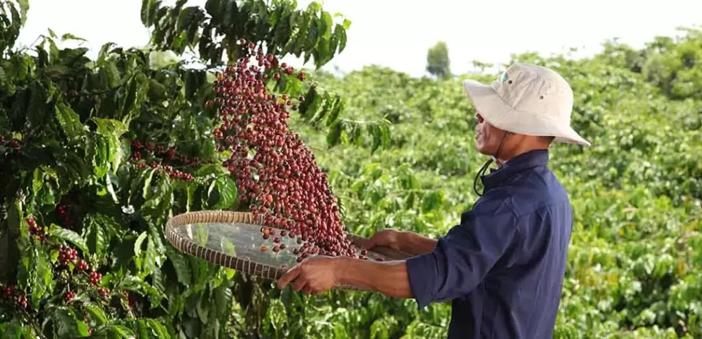 Nestlé Invests $1 Billion in Sustainable Coffee Farming